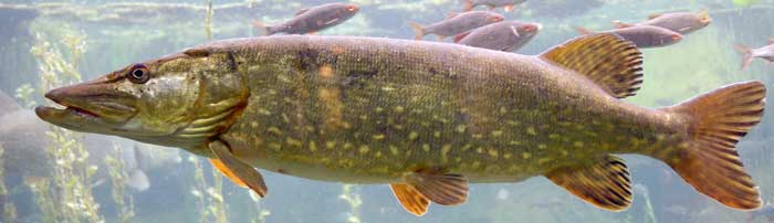 /-/media/Sites/Fiskepleje/Fiskebiologi/Fisk/Gedde/gedde__aqua__maj_2004__sbe_700.ashx