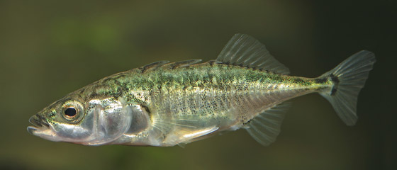 Hundestejle trepigget (Gasterosteus aculeatus). Foto: Bernt René Voss Grimm