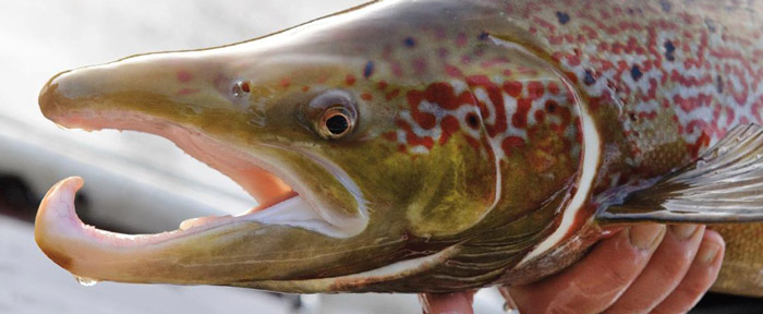 Laks fra vestjydsk vandløb. Foto Nils Mogensen Svalebøg
