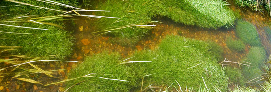 Miljøvenlig vedligeholdelse har bidraget til et mere varieret plante- og dyreliv i vandløbet