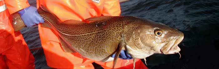 Udsætning af torsk - DTU Aqua ønsker at kortlægge lystfiskeres fangster af flere fiskearter herunder torsk