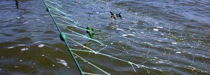 Regler for fiskeri med garn, ruse og fiskestang