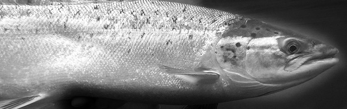 Laks under vand. Foto Nils Folmer Sørensen