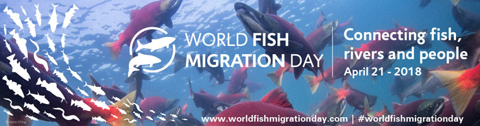 World Fish Migration Day 2018