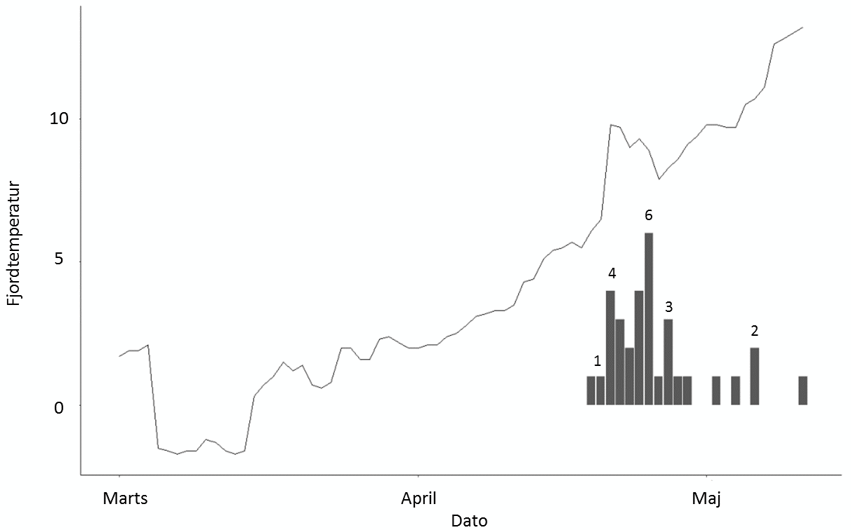 Sammenhæng mellem Limfjordens overfladetemperatur og havørredernes træk ud af fjorden.
