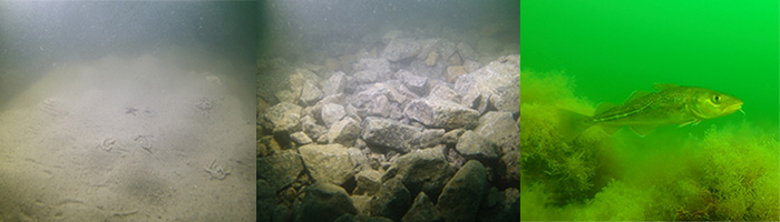 Sandbund (t.v.), sten netop udlagt som rev (midten) og naturligt rev (t.h.).