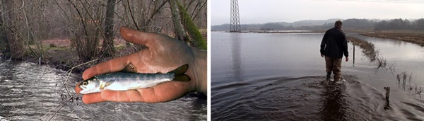 vaadomraader-og-fisk