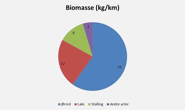Biomassen af fisk på den undersøgte strækning i Kongeåen opgjort i kg pr. km vandløb.