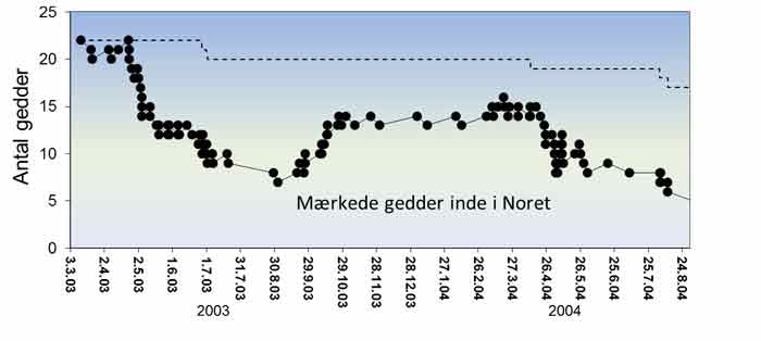 Grafen viser antallet af mærkede gedder som opholder sig i Stege Nor.