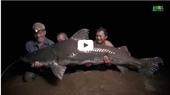 World Fish Migration Day - Video om vandrefisk