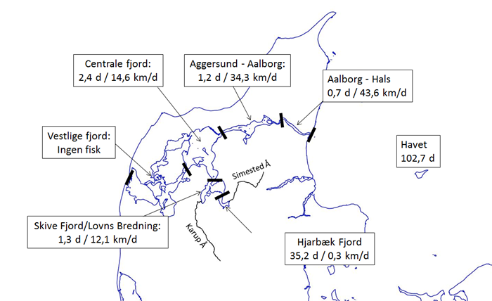 Gennemsnitlig opholdstid og vandringshastighed for havørreder i forskellige dele af Limfjorden. 