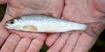 brown-trout-smolt-350x700