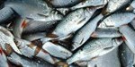 Fangststatistik-ferskvandsfisk