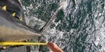 Tun-atlantisk-blaafinnet-tun-opmaaling-af-laengde1