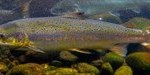Atlantic-salmon-migration