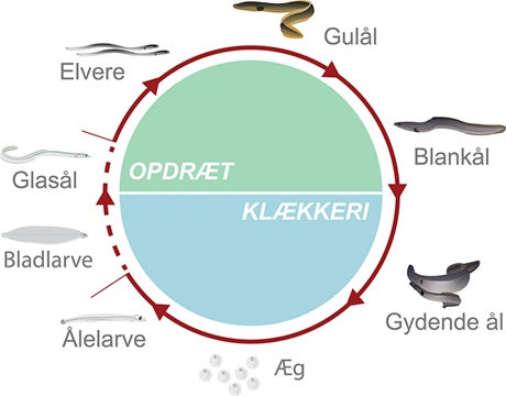 Ålens livscyklus i kultur. Grafik: Jeppe Hyttel Nedergaard, Nordsøen Forskerpark