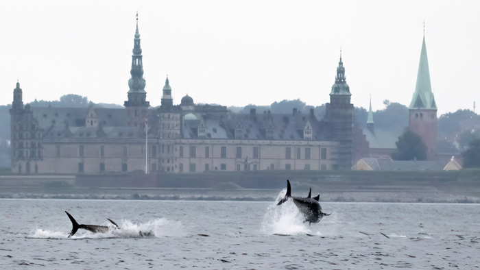 Bluefin tuna jumping in Øresund