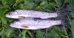 &Oslash;verst laksesmolt og nederst &oslash;rredsmolt. Foto: Finn Siveb&aelig;k