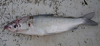 Snæbel med sår. Foto: Michael G. Deacon.