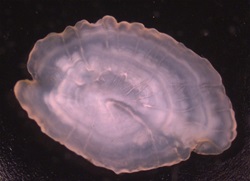 Øresten fra slethvarre. Foto: Flanders Research Institute for Agriculture, Fisheries and Food