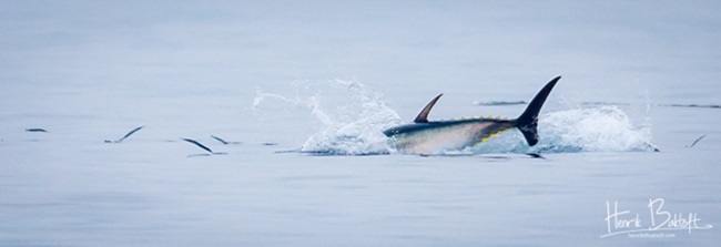 Blåfinnet tun jager fisk i farvandet udenfor Skagen Havn