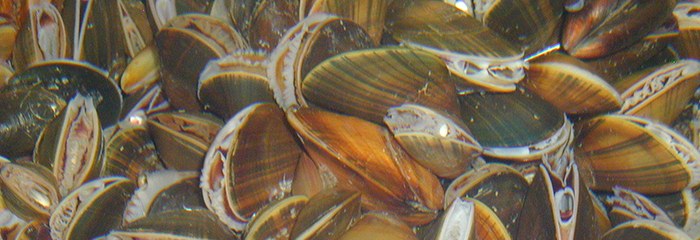 Blåmuslinger. Foto: DTU Aqua