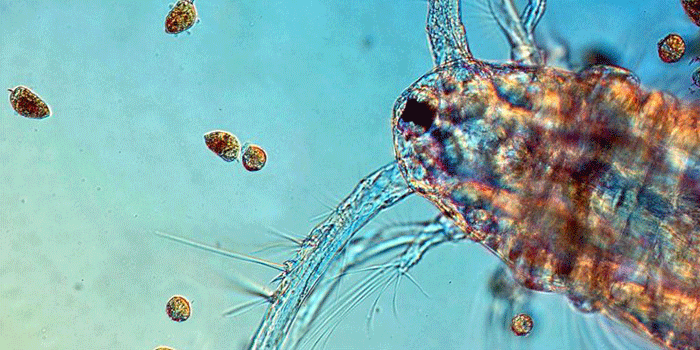 Havets mikroskopiske liv. Foto: Erik Selander.