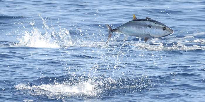 Blåfinnet tun søger efter føde i Middelhavet. Foto:© Frédéric BASSEMAYOUSSE / WWF-Mediterranean.