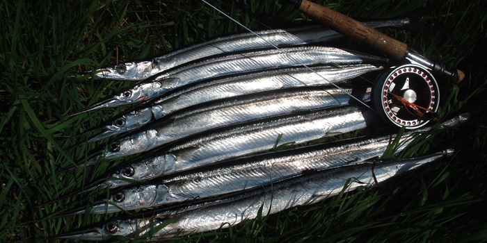 Hornfisk. Foto: Christian Skov