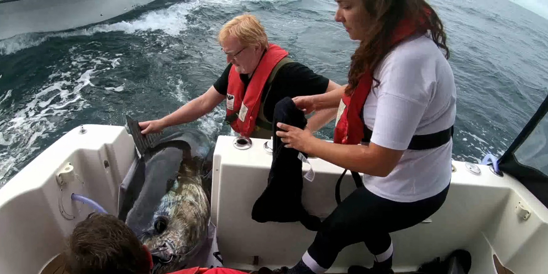 Forskere fra DTU Aqua måler og mærker en blåfinnet tun i forbindelse med tunmærkningen i 2018. Foto: Kim Birnie-Gauvin, DTU Aqua Forskere fra DTU Aqua måler og mærker en blåfinnet tun i forbindelse med tunmærkningen i 2018. Foto: Kim Birnie-Gauvin, DTU Aqua