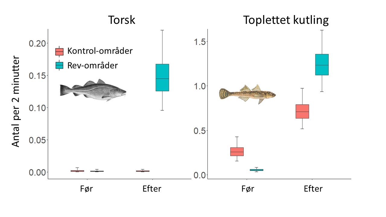 Figur der viser forekomst af torsk og toplettet kutling før og efter etablering af nye stenrev. Figur Tim Wilms