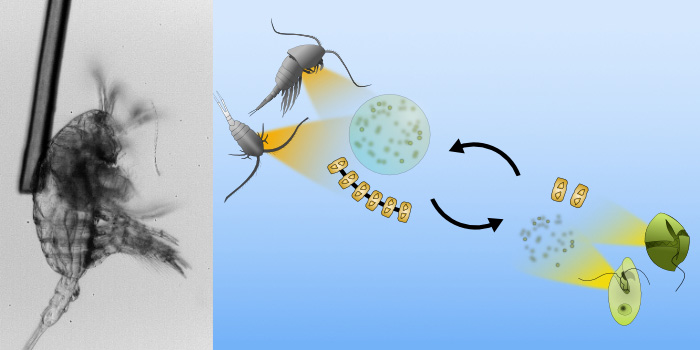 Interaktion mellem mellem planteplankton og vandlopper. Foto og grafik: Fredrik Ryderheim.
