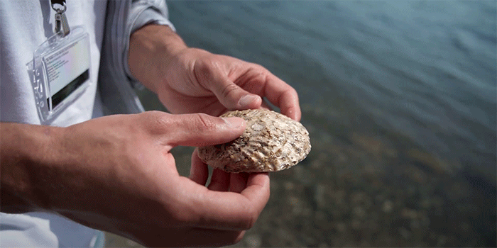 Hands helding flat oyster. Photo: DTU Aqua
