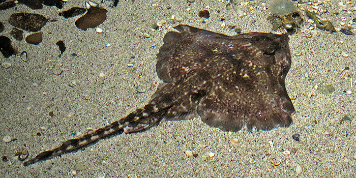 Raja_clavata_Thornback_ray_or_thornback_skate_Ecomare_Texel_the_Netherlands