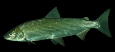 Snæbel (Coregonus oxyrhynchus L.) Foto: Søren Berg.