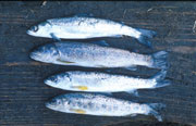 Ørred- og laksesmolt. Foto: Finn Sivebæk