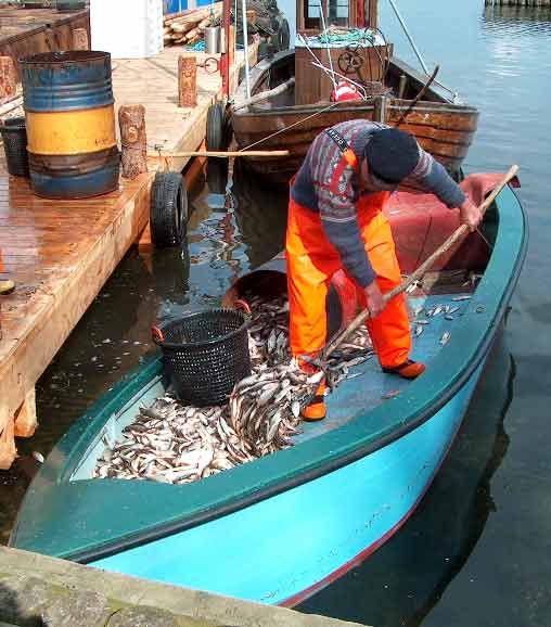 Fangst ved bundgarnsfiskeri. Foto: Fiskeøkologiske Laboratorium