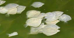 Pighvarrer. Foto: Claus R. Sparrevohn