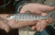 Laksesmolt