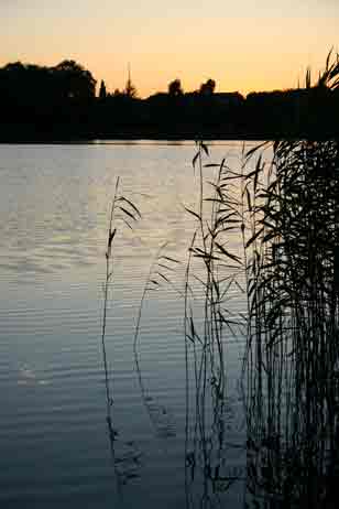Lyngsø ved Silkeborg. Foto: Søren Berg
