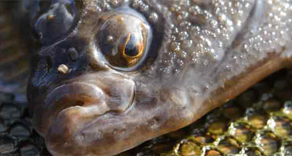 Friskfanget skrube. Foto: idus.dk
