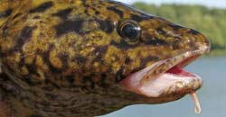 Knuden er en ferskvandslevende torskefisk