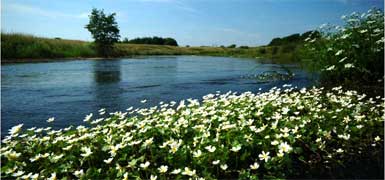 Vandløbsrestaurering giver bedre levebetingelser for både fisk, smådyr og planter.
