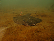 Nyudsat pighvar, Vejle Fjord. Foto: Per Dolmer, DTU Aqua