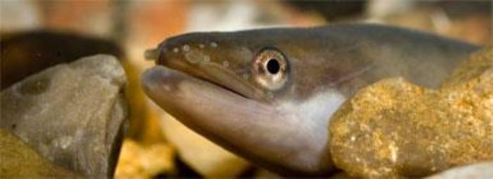 Ål