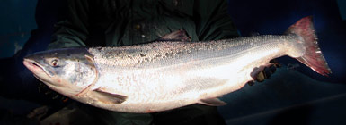 Laksen fra Øresund vejede 15.6 kg og var 115 cm lang. Foto: Jens Peder Jeppesen