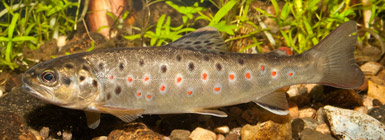 Planer for fiskepleje beskriver ørredbestandene og tiltag der gavner bestandene