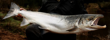 Laks på 18 kilo og 126 centimeter. Foto: Rasmus Bohnensach