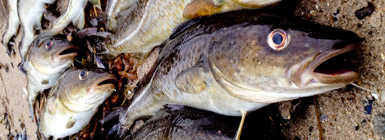 Genetik afslører, hvor fiskene kommer fra. Foto: Troels Hjort