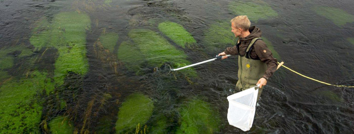 På kurset undersøger vi fiskebestanden i et stort vandløb hvor der er udlagt gydegrus